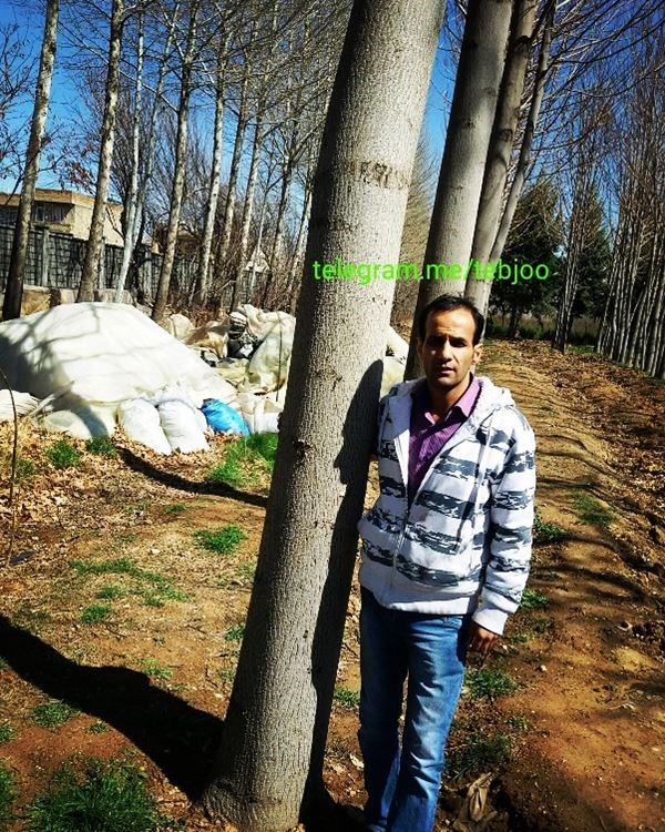قیمت انواع نهال پالونیا ، کاشت درخت پالونیا هیبرید طب جو، پالونیا چیست ؟ پالونیا فورتنی یا هیبریدی ؟